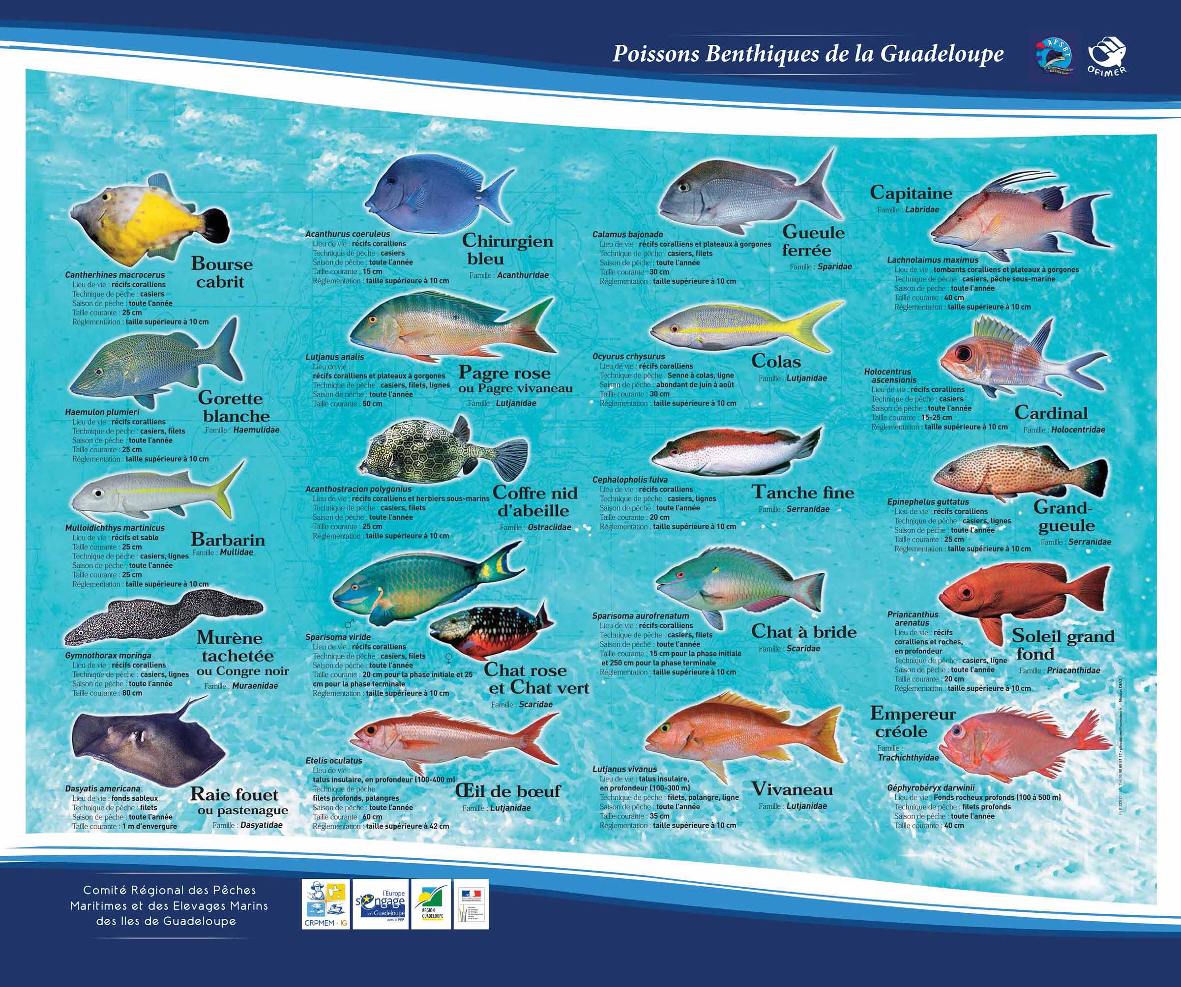 MAGASIN DE PLONGEE ET DE CHASSE SOUS MARINE GUADELOUPE — free download